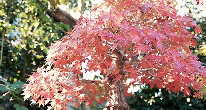 盆栽は若い世代にも「気軽に始められる趣味」として注目されています。しかし「興味はあるけど何から始めればいいかわからない」という方も多いのではないでしょうか。Lumina Grid Solutionsでは、初心者の方と一緒にミニ盆栽の始め方を丁寧に解説します。ミニ盆栽とは何か、通常の盆栽との違い、始め方の実践まで、わかりやすくご紹介します。